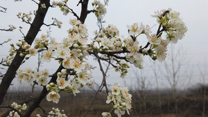 春天盛开的花朵66秒视频