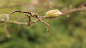 爬在白木兰花树枝和芽露上的女虫29秒视频