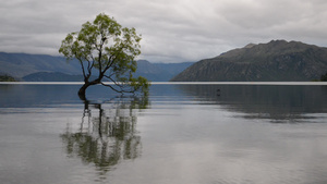 最著名的新西兰树27秒视频