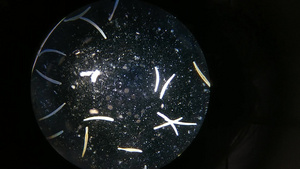 显微镜放大镜下的微生物20秒视频