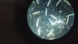 显微镜放大镜下微生物或微生物的特写20秒视频