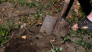 一个男人在花园里用铲子挖土豆11秒视频