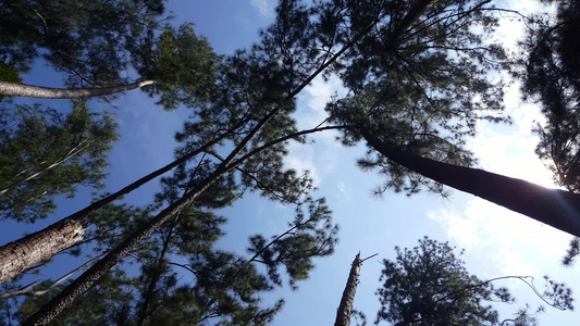 蓝天空中的松树林视频
