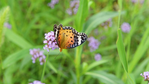 蝴蝶在花丛传播花粉52秒视频