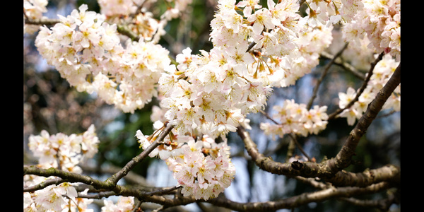 春天公园里盛开的桃花视频