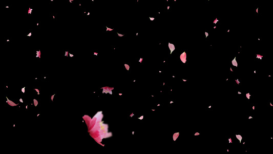 粉色花瓣飘落元素视频