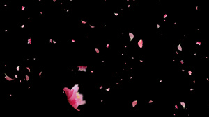粉色花瓣飘落元素13秒视频