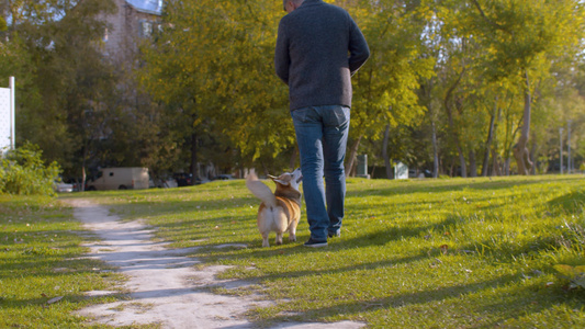 男人与大狗走在公园里视频