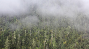 云雾中的原始森林航拍4K视频34秒视频