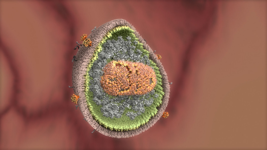 详细分析病毒细胞视频