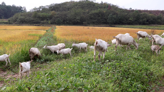 羊群吃草视频