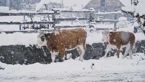 4K升格鹅毛大雪中的牛11秒视频