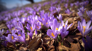 春初的紫色科姆斯花15秒视频
