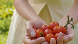 女性握着西红柿的手19秒视频
