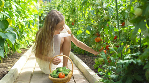 可爱的小女孩收获黄瓜和西红柿在温室15秒视频