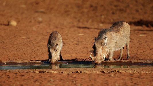 野猪喝水视频