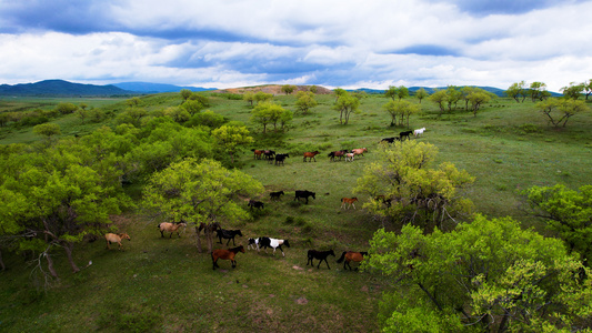 5k航拍内蒙古地区穿过树林的马群视频