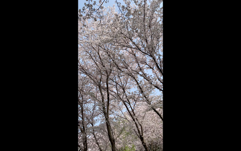 樱花树下视频