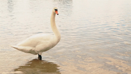 在城市公园池塘中的白天鹅在露天中Hd视频