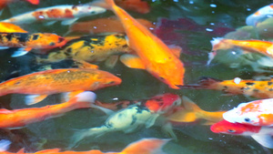 鲜花多彩的科伊鱼或鱼在自然池塘游泳17秒视频