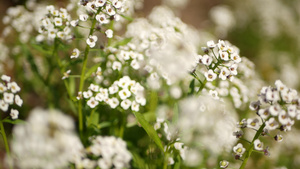 美国加利福尼亚州花园里的嫩白花春天的草甸浪漫气息清晨16秒视频