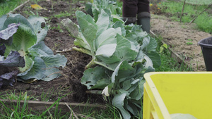 冬季前在家庭花园收获白菜卷心菜15秒视频
