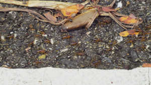 迁徙的白蚁群聚集将幼虫带入新的巢穴19秒视频