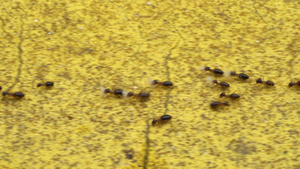 迁徙的白蚁群聚集将幼虫带入新的巢穴20秒视频