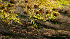 黑白蚁的血毛含土筑巢用苔树皮在丛林中行进的极端社会昆虫13秒视频