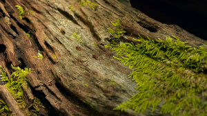 黑白蚁用苔树皮在丛林中行进15秒视频