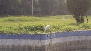 印度西部加尔各答拉宾德拉萨罗瓦尔湖公园前院或后院草坪6秒视频