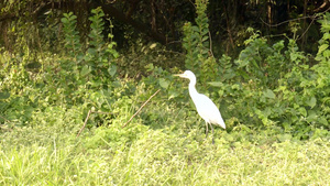 印度西部加尔各答拉宾德拉萨罗瓦尔湖公园前院或后院草坪20秒视频
