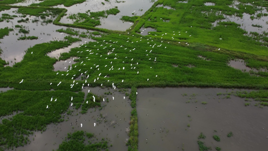 一群食虫鸟在稻田里飞翔视频