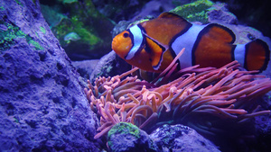 鱼探险水族馆新球衣以及新的环球服26秒视频