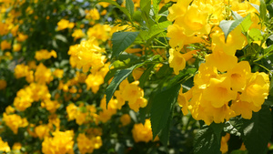 灌木的树枝上的黄色花朵22秒视频