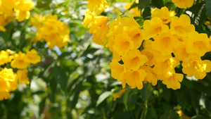 美丽的黄色花朵在灌木的树枝上成束自然花卉17秒视频