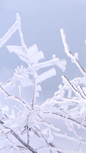 树枝上的雪山雾凇美景树枝上的雾凇62秒视频