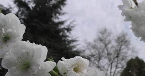 春天花朵在树枝上特写4K6秒视频