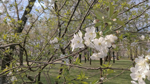 野生樱花20秒视频