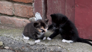 两只无家可归的小小猫在外面玩特技表演10秒视频