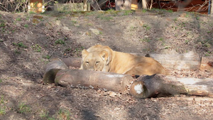 母狮平静地躺在地上呼吸睡着吧17秒视频