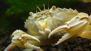 黑海吃贝壳肉的游泳螃蟹马克罗皮普斯55秒视频