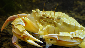 黑海吃贝壳肉的游泳螃蟹马克罗皮普斯40秒视频