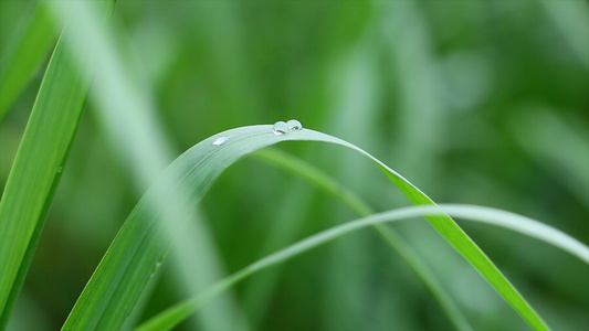 实拍晨间青草与露水视频