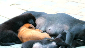 流浪小狗睡着时在吸母狗12秒视频