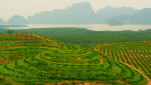 种植油棕榈树的种植园见于以上热带地貌31秒视频