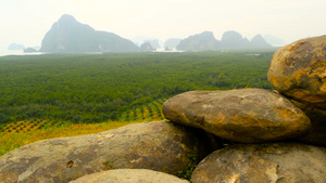 种植油棕榈树的种植园18秒视频