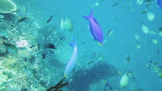 在水下的世界珊瑚礁莱特菲利平斯视频
