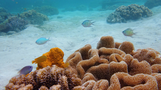 珊瑚礁与鱼在水下莱特菲利平斯视频