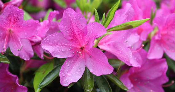 雨中杜鹃花视频